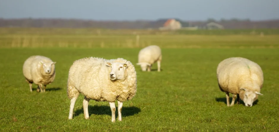 Automobilist rijdt door na doodrijden vier schapen op Westeinde