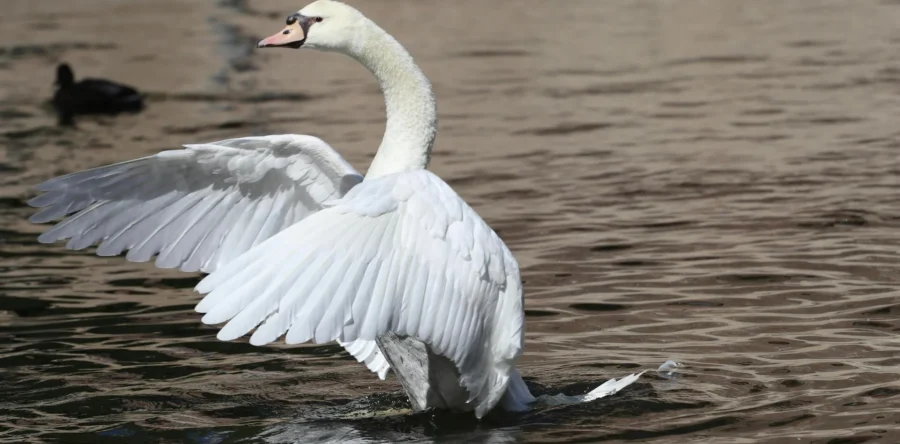 Agressieve zwanen vechten tegen behulpzame brandweermannen