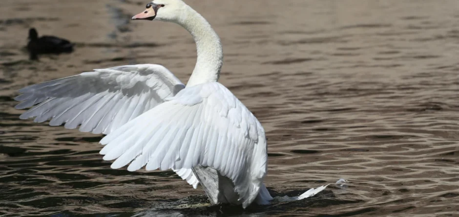Agressieve zwanen vechten tegen behulpzame brandweermannen