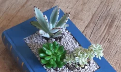 Bibliotheek Vlijmen organiseert workshop: van boek tot bloempot