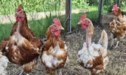 Nieuwe opvang voor geredde legkippen geopend in Waspik