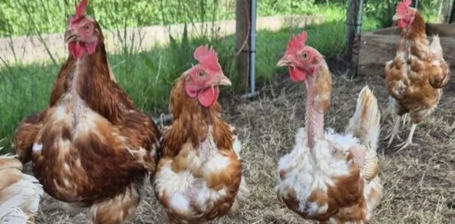 Nieuwe opvang voor geredde legkippen geopend in Waspik
