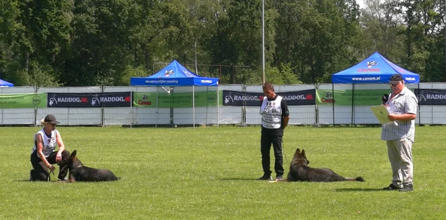 WK herdershonden neemt de voetbalvelden over bij VV Desk (Video)
