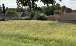 Heusden heeft vanaf nu een enorme bloementuin: 5000m2 groot (Video)