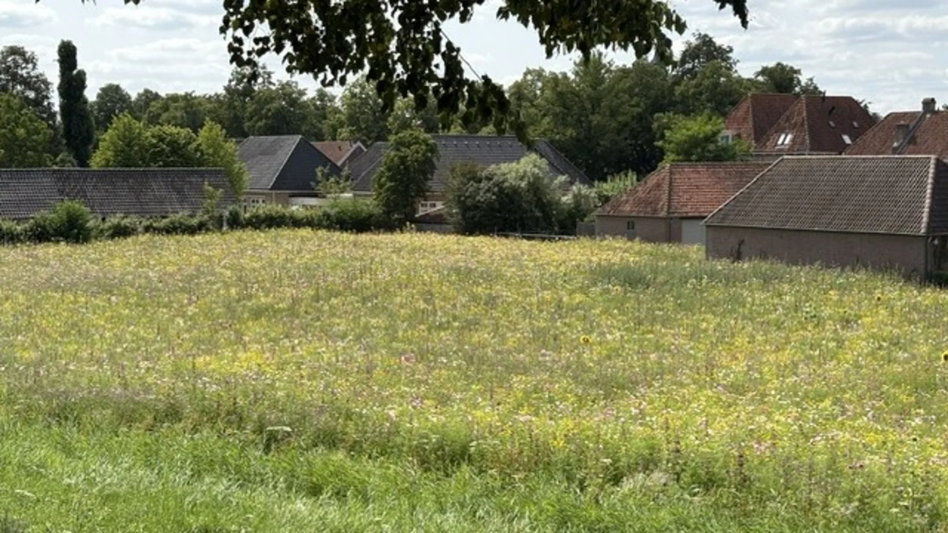 Heusden heeft vanaf nu een enorme bloementuin: 5000m2 groot (Video)